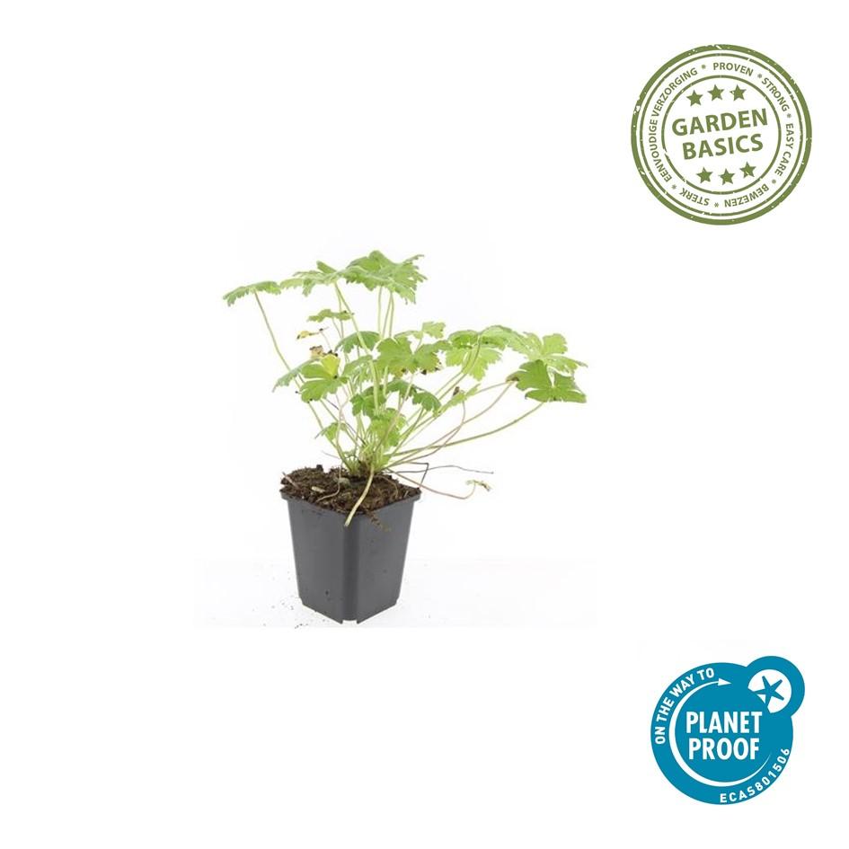 40x Geranium 'Tiny Monster' - ↕10-25cm - Ø9cm