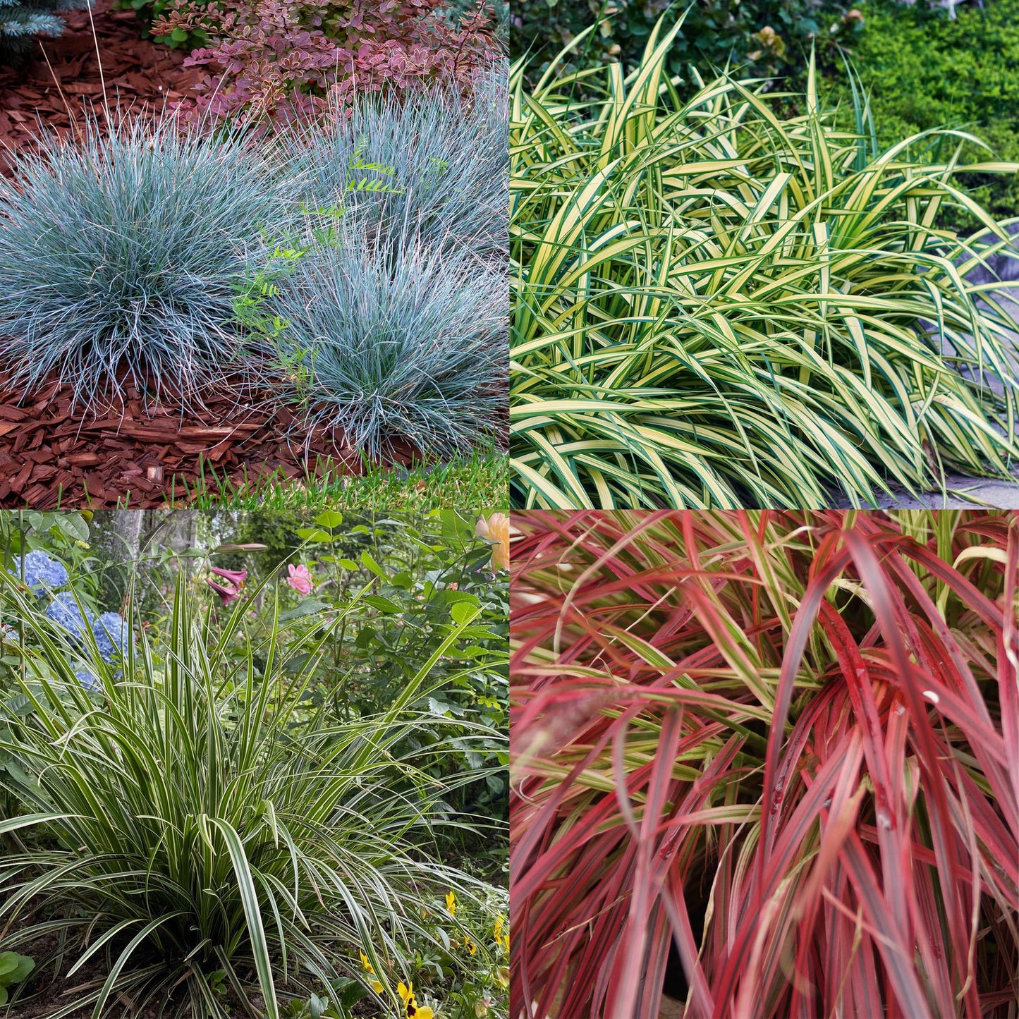 GreenboutiQ - Ziergräser - 4 Pflanzen - Blau - Gelb - Grün - Rot - Immergrün - Wenig Pflege - Topf 17cm Höhe 50cm
