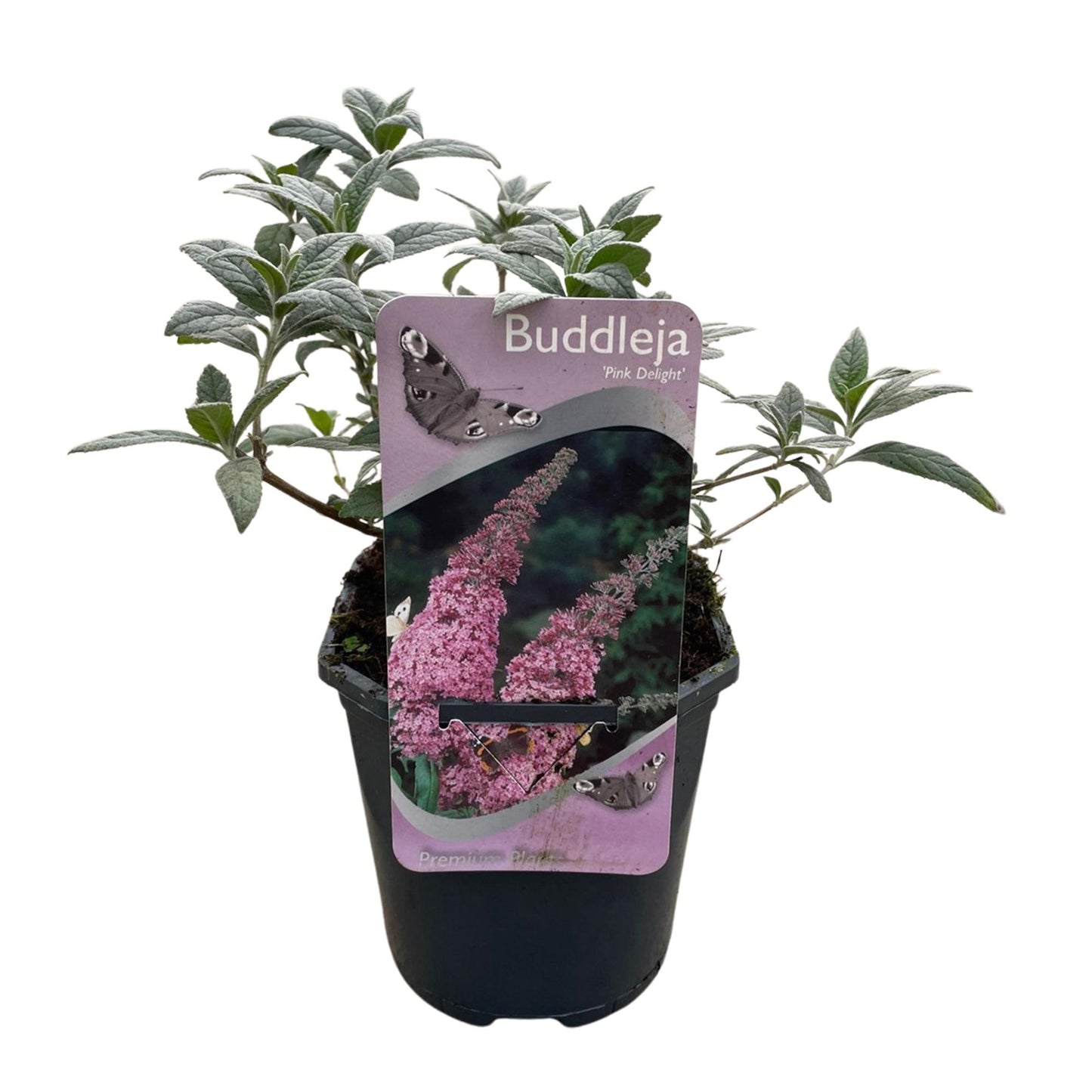 GreenboutiQ - Schmetterlingsstrauch - Buddleja davidii Pink Delight - Blüte Rosa - 1 Pflanze - Laubabwerfend - Schmetterlingsanziehend - Topf 17cm Höhe 25cm