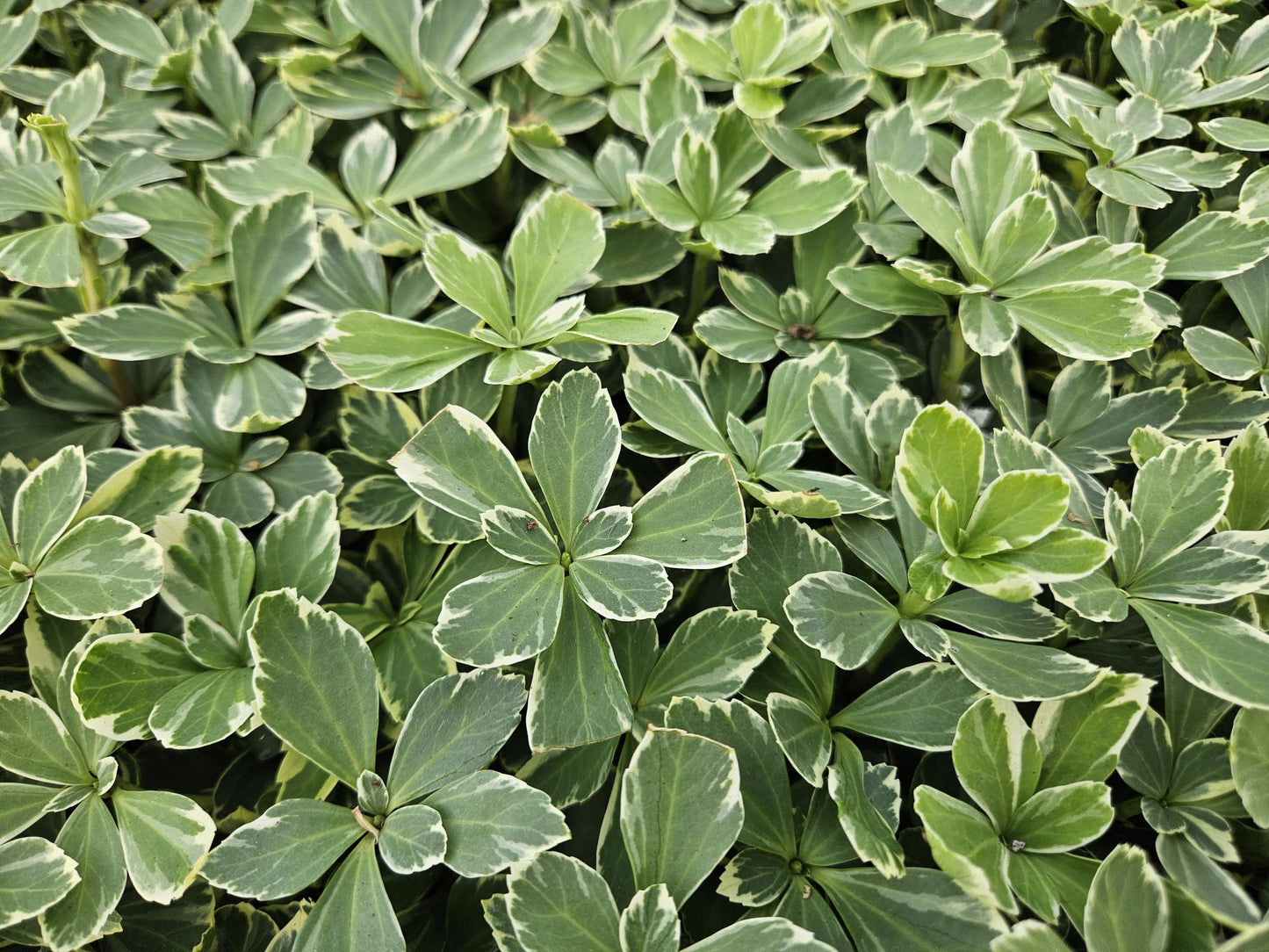40x Pachysandra term. 'Variegata' - ↕10-25cm - Ø9cm