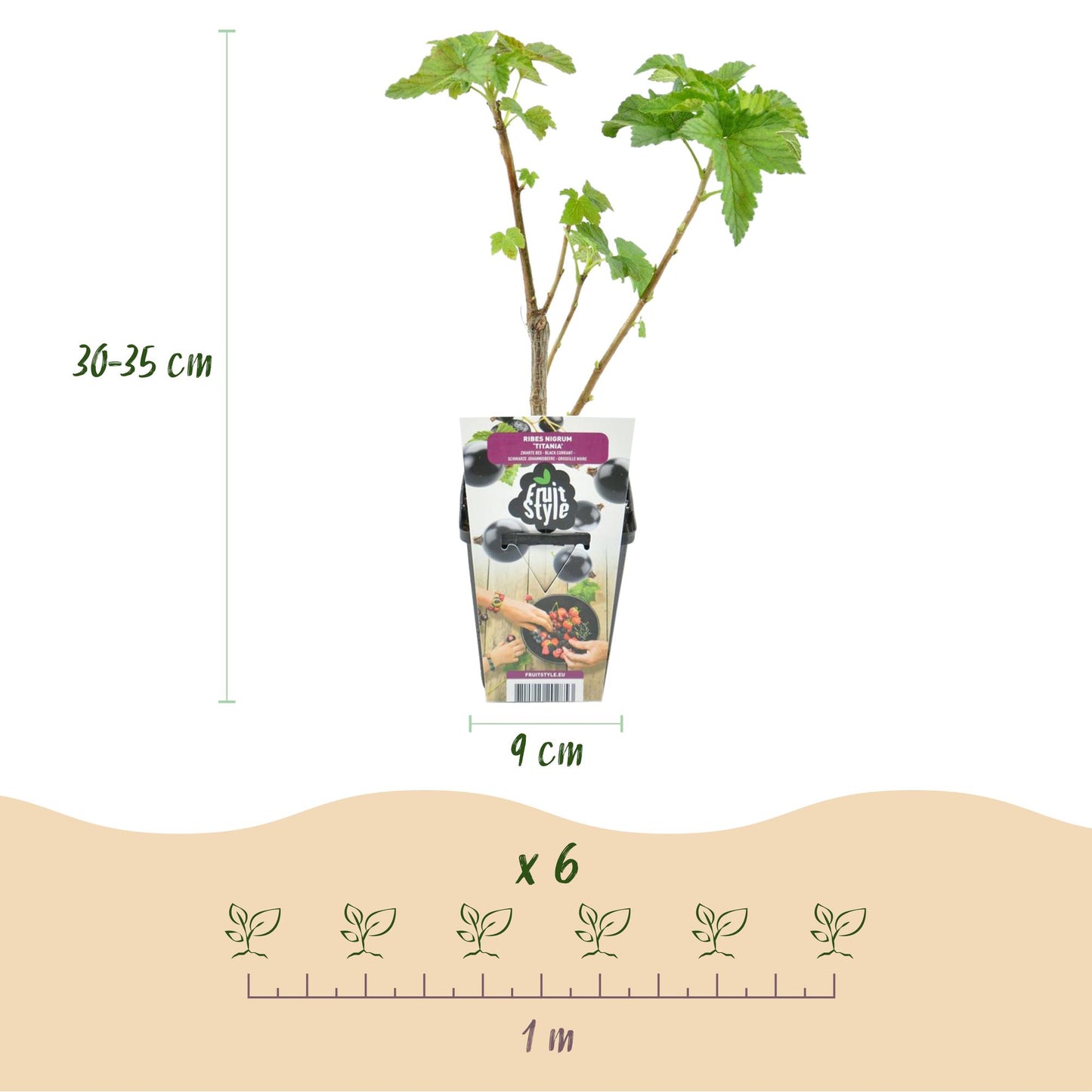 GreenboutiQ - Obstpflanzen - Schwarze Johannisbeere - Ribes nigrum Titania - Winterhart - 6 Pflanzen - Topf 9 cm - Schwarze Johannisbeere