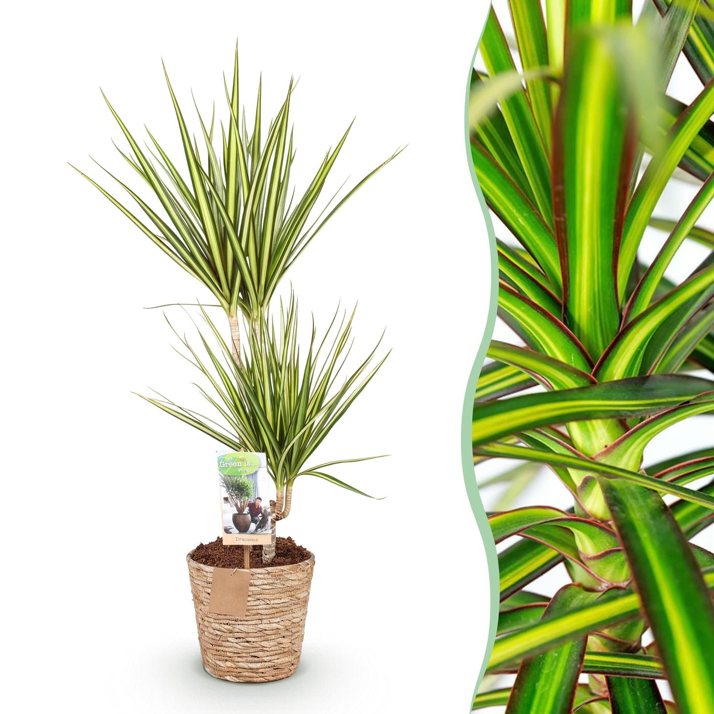 Green boutiQ - Zimmerpflanzen - Dracaena Sunray - Drachenbaum - Wenig Pflege - mit Korb - Grün - Gelb - 1 Pflanze - Topf 17cm - Höhe 70-75cm