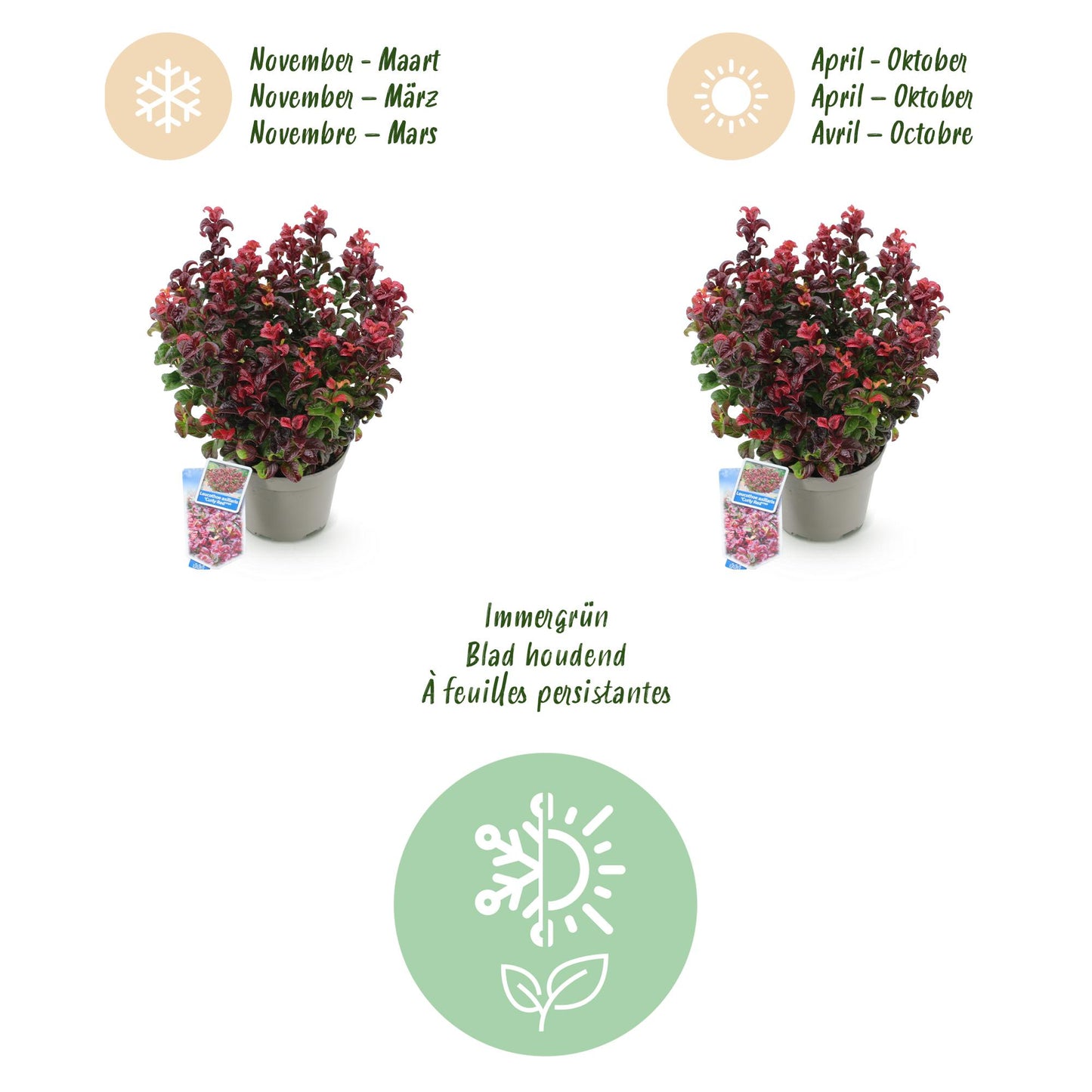 GreenboutiQ - Gartenpflanze - Leucothoe Curly Red - Rot - 2 Pflanzen - Immergrün - Wenig Pflege - Topf 17cm Höhe 40cm