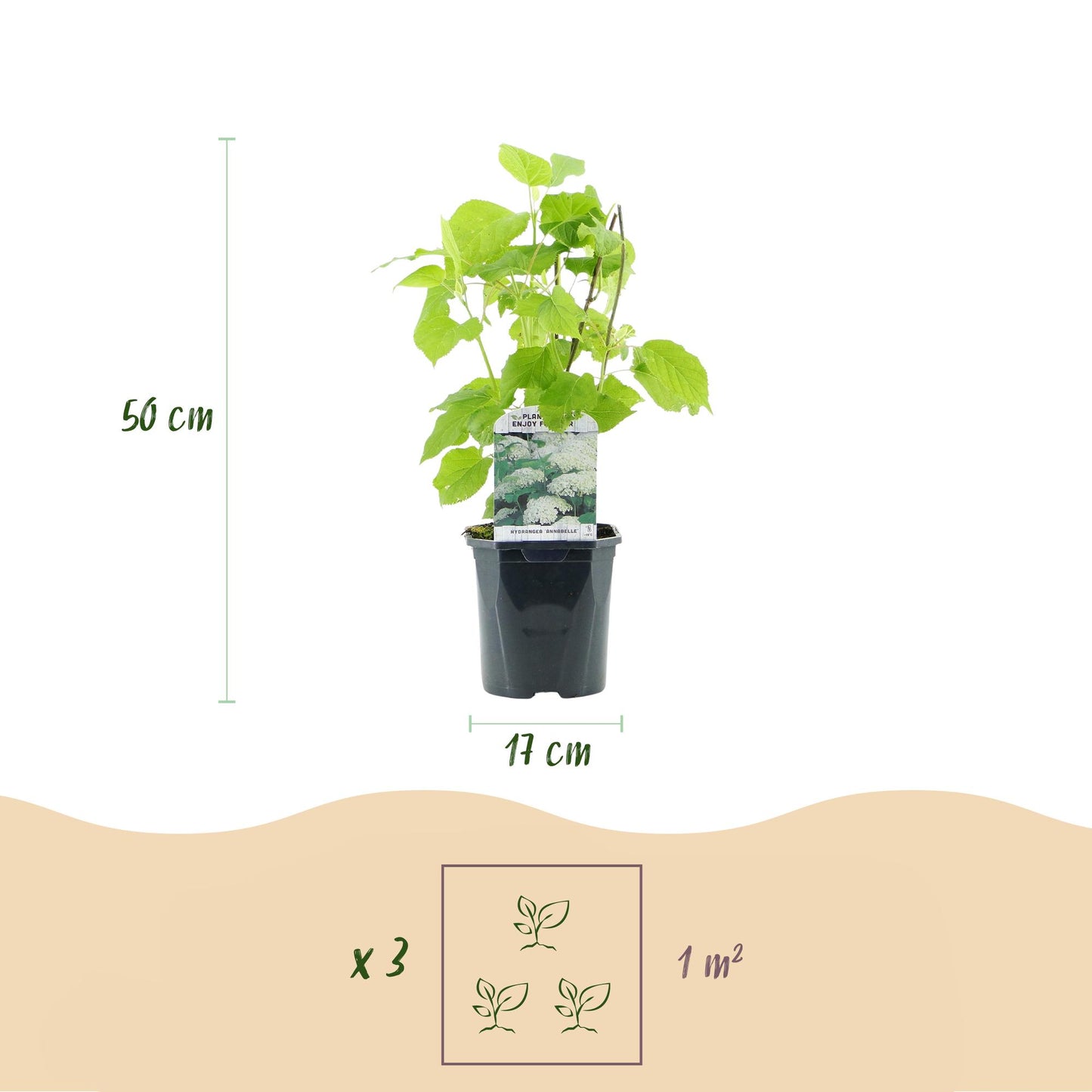 GreenboutiQ - Rispenhortensie - Hydrangea arborescens Annabelle - Blüte Weiß - 1 Pflanze - Laubabwerfend - Große Blüten - Topf 17cm Höhe 50cm