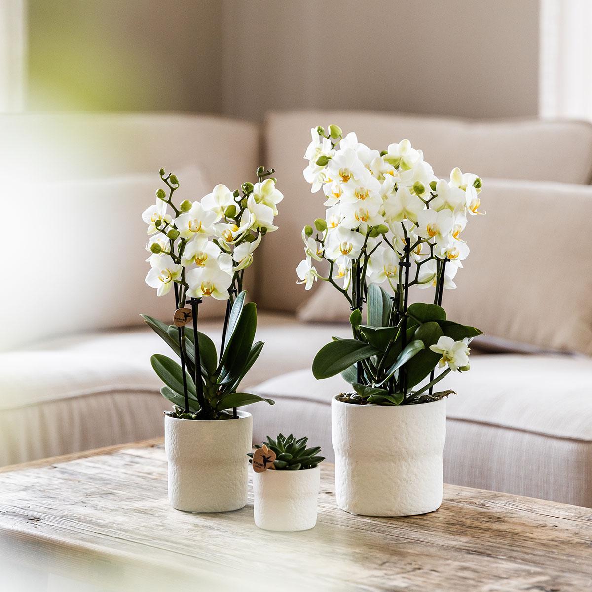 Kolibri Orchids | Weiße Phalaenopsis-Orchidee - Lausanne - Topfgröße Ø9cm | Blühende Zimmerpflanze - frisch vom Züchter