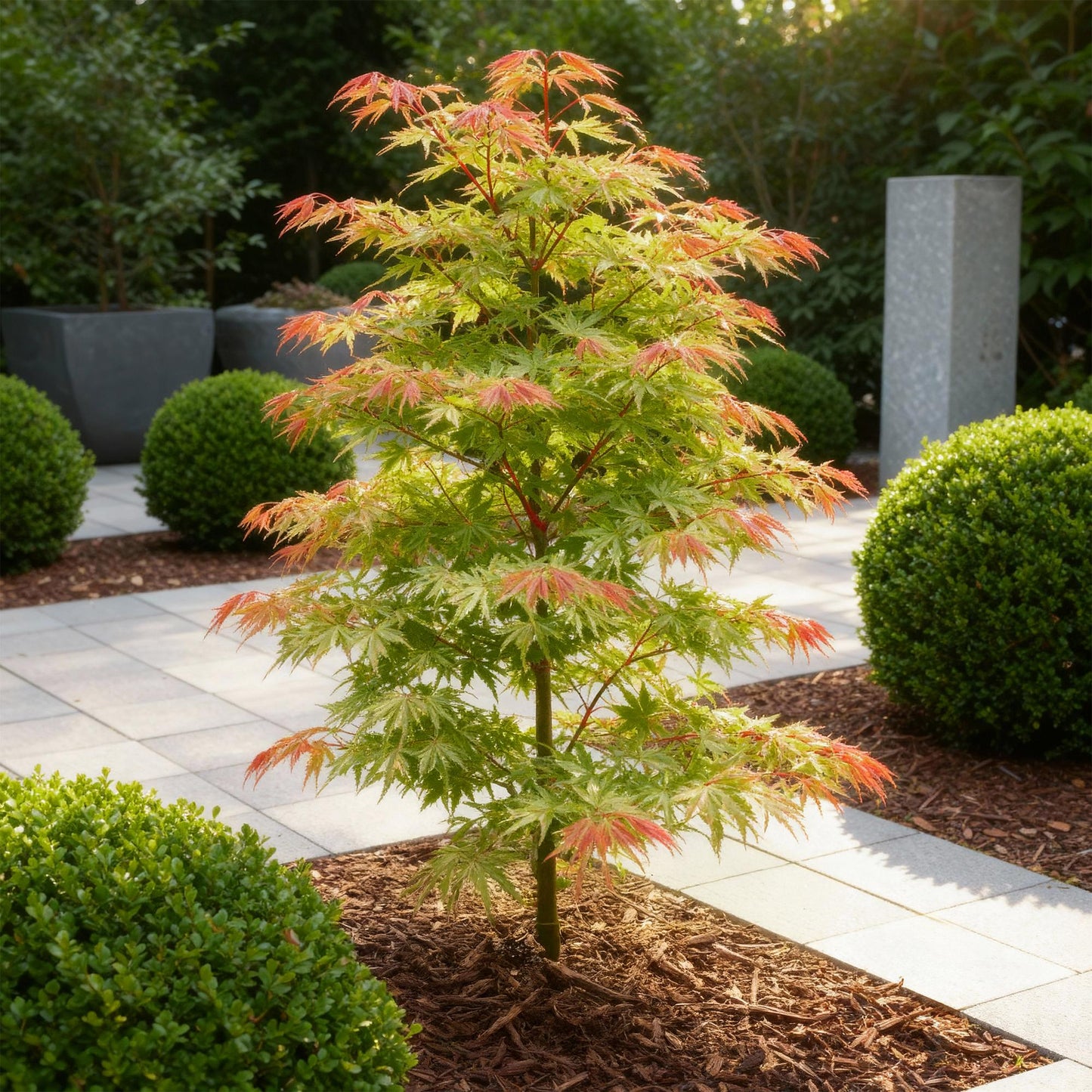 GreenboutiQ - Gartenpflanze - Acer palmatum Phoenix - Rosa - 1 Pflanze - Laubabwerfend - Wenig Pflege - Topf 12cm Höhe 35cm