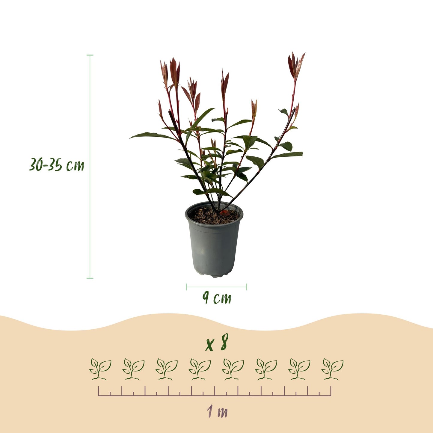 GreenboutiQ - Heckenpflanzen - Photinia fraseri Carre Rouge - rot grün Blatt - 8 Pflanzen - 1 laufender Meter - immergrün - Topf 9cm Höhe 30-35cm