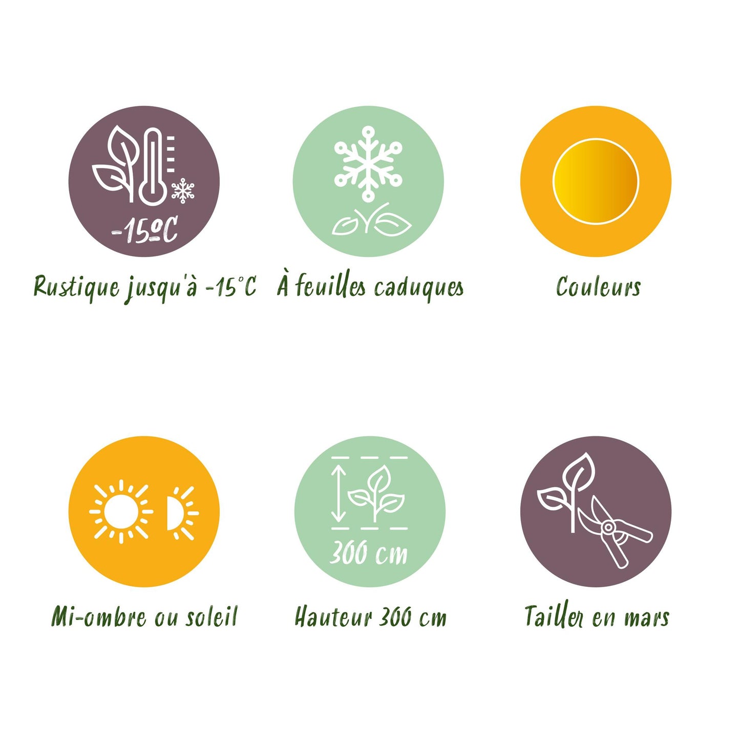 GreenboutiQ - Balkonpflanze - Japanischer Ahorn - Acer palmatum Summergold - Gelb - 2 Pflanzen - Laubabwerfend - Topf 19cm Höhe 70cm