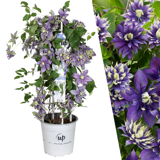 Waldrebe – Clematis 'Taiga' (Taiga XXL) – Ø 23 cm – ↨ 75 cm  Toelichting: