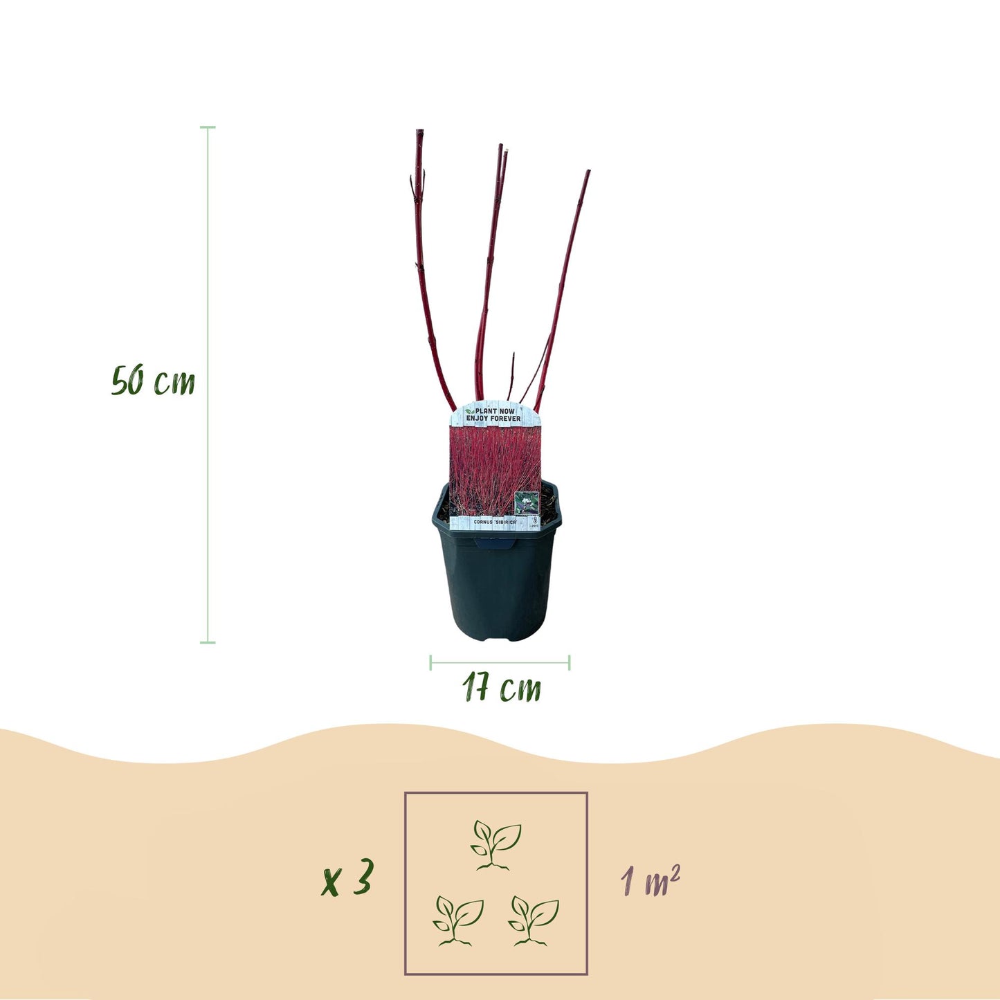 GreenboutiQ - Sträucher - Cornus sibirica - Rote Zweige - 1 Pflanze - Laubabwerfend - Wenig Pflege - Topf 17cm Höhe 45cm
