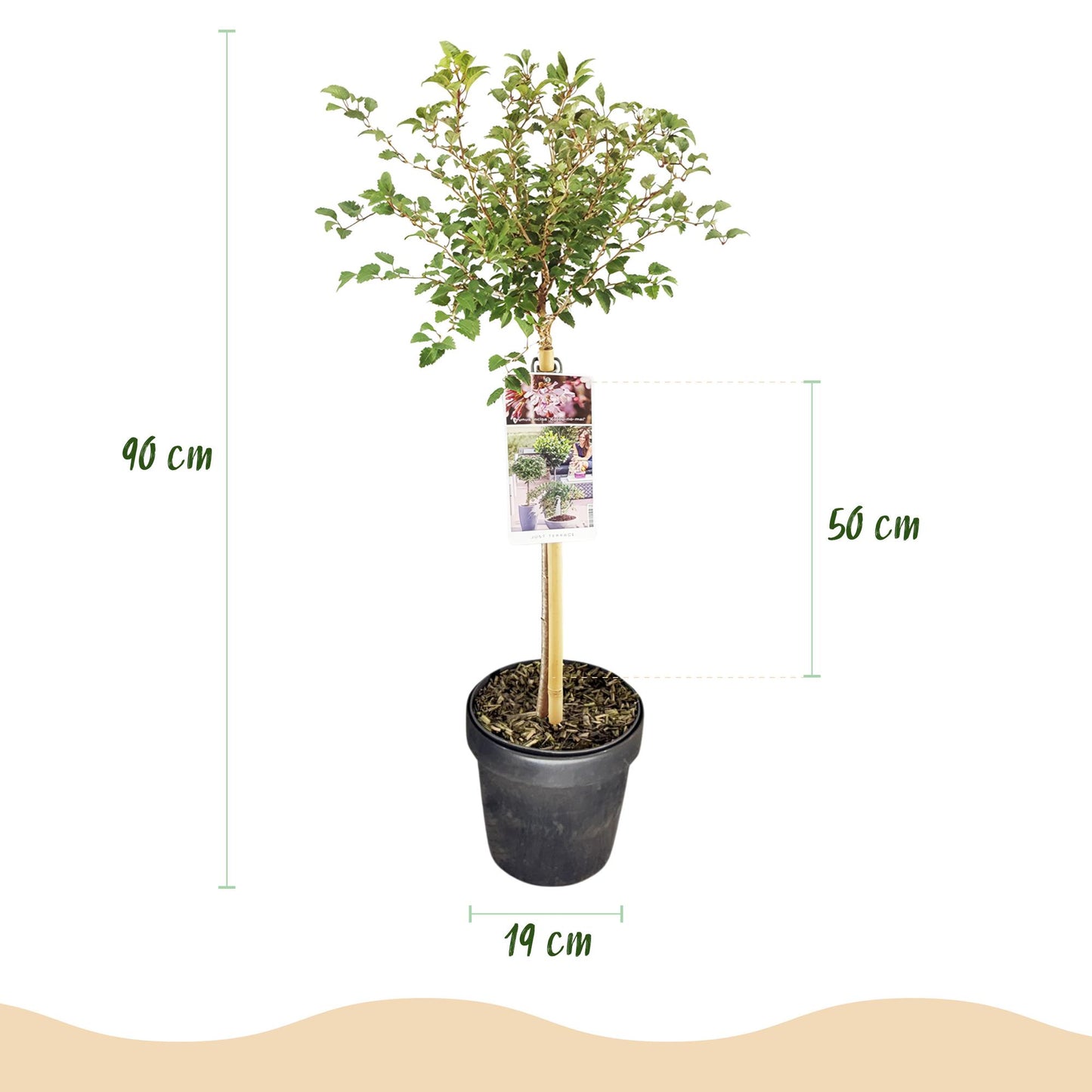 GreenboutiQ - Stamm Pflanze - Prunus incisa Koujou-no-mai - Terrassen Pflanze - Laubabwerfend - Winterhart - Weiße Blüte - Topf 19cm Höhe 90cm