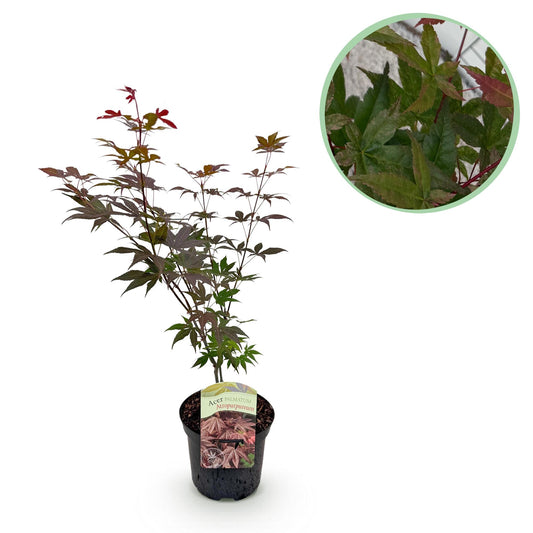 GreenboutiQ - Balkonpflanze - Japanischer Ahorn - Acer palmatum Atropurpureum - Lila - 1 Pflanze - Laubabwerfend - Topf 19cm Höhe 70cm