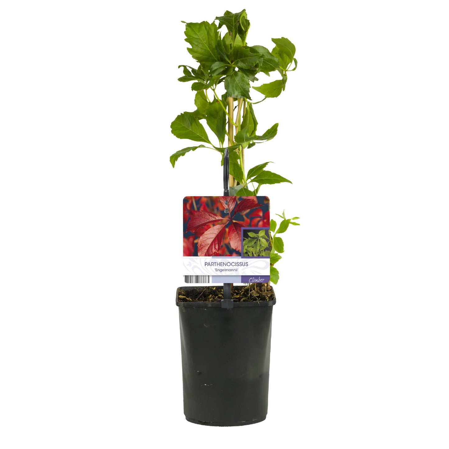 GreenboutiQ - Wilde Wein - Parthenocissus Engelmannii - Blatt Grün später Rot - Wenig Pflege - 2 Pflanzen - Topf 11cm Höhe 40cm