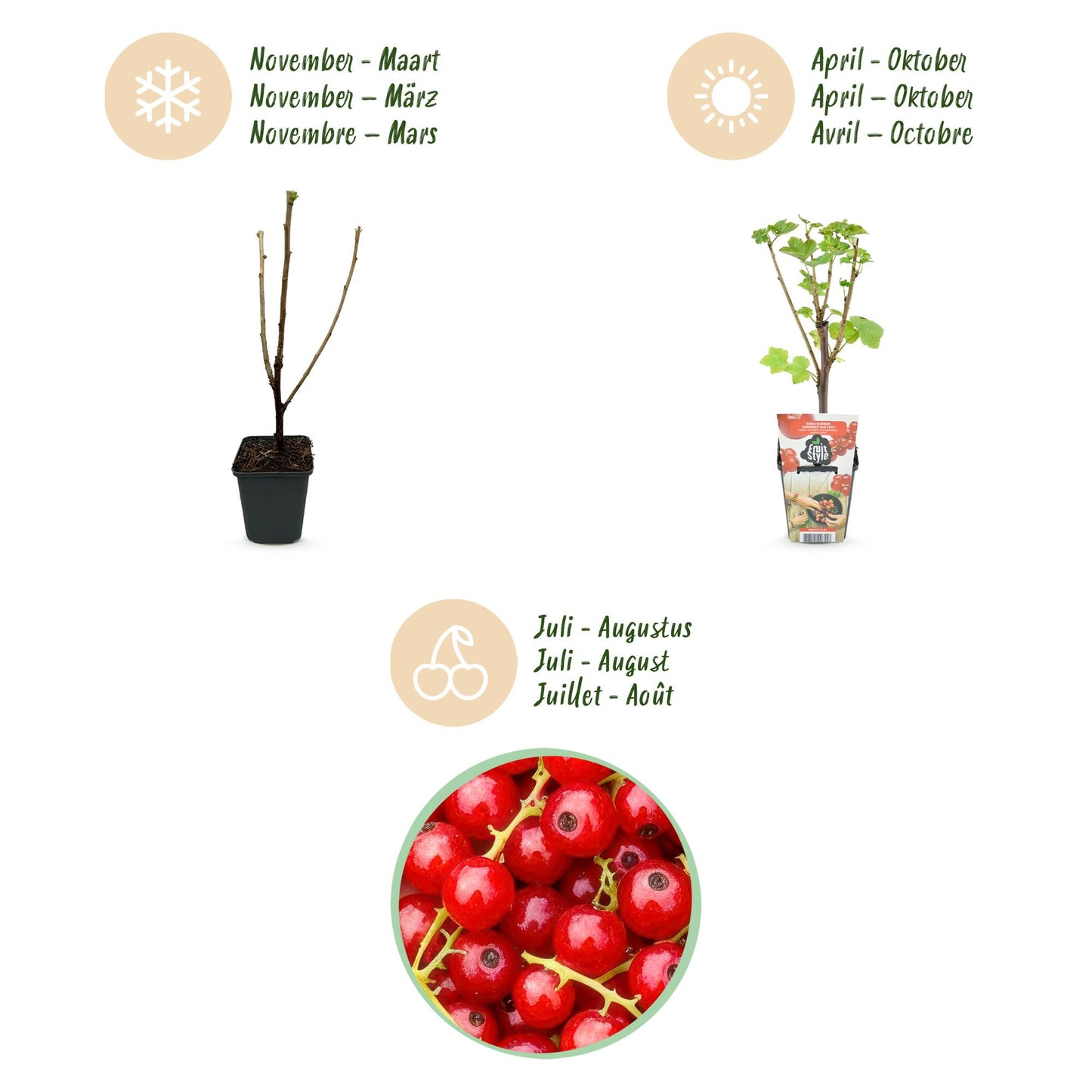 GreenboutiQ - Obstpflanzen - Rote Johannisbeere - Ribes rubrum Jonkheer van Tets - Winterhart - 6 Pflanzen - Topf 9 cm - Rote Johannisbeere