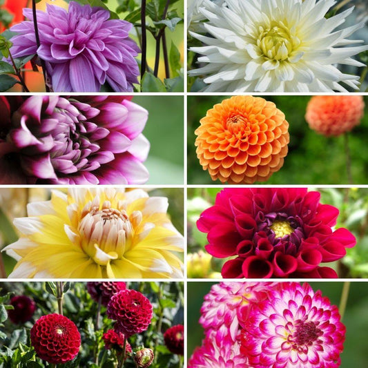 Flowerbulbs Amsterdam Super Mix - 2x Paket mit 8 verschiedenen Dahlien, insgesamt 16 Stück, 2,5 m² Dahlienvergnügen