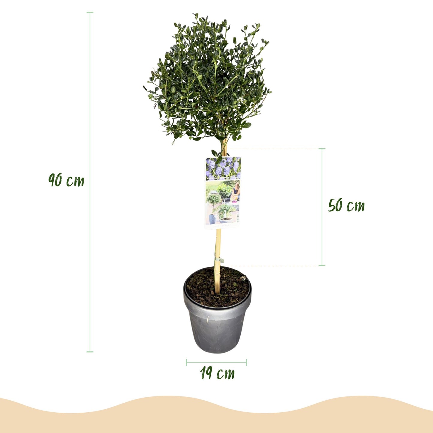GreenboutiQ - Stamm Pflanze - Ceanothus impressus Victoria - Terrassenpflanze - Immergrün - Winterhart - Lila Blüte - Topf 19cm Höhe 90cm