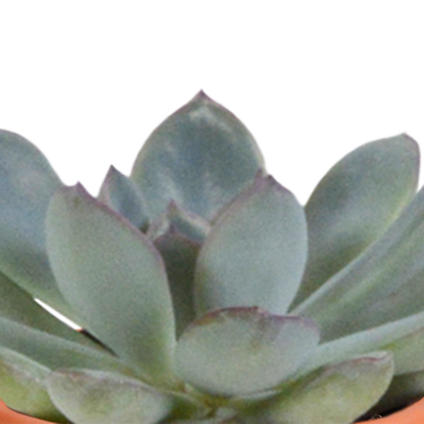 Cactus en vetplanten Mischung 5,5 cm | 15 stück - in terracotta pot