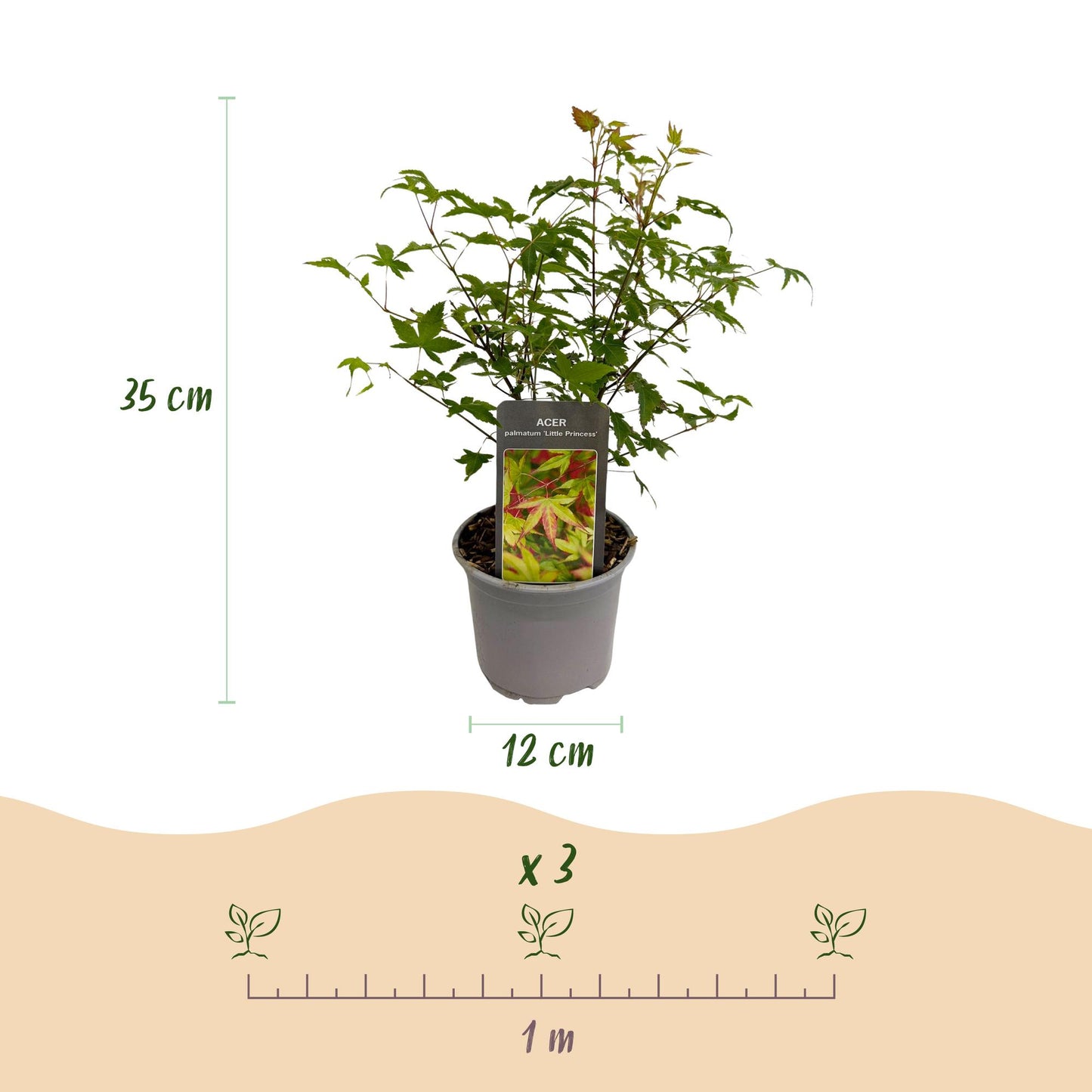GreenboutiQ - Gartenpflanze - Acer palmatum Little Princess - Grün - 1 Pflanze - Laubabwerfend - Wenig Pflege - Topf 12cm Höhe 35cm