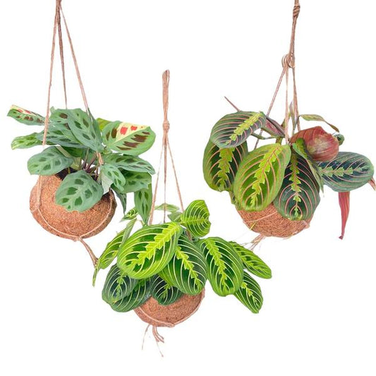 Kokodama Maranta Mix - 3 Stücke - Ø15cm - ↕20cm