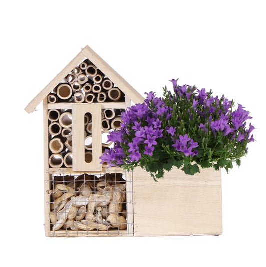 Campanula Addenda Intense Purple in Insektenhotel-Topf – Topfgröße 12 cm – Staude – winterhart