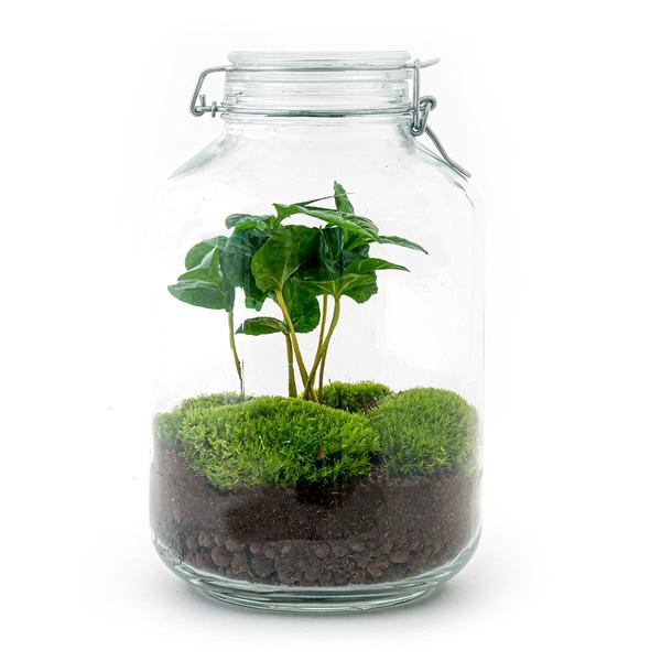 Flaschengarten - Coffea Arabica  - ↕ 28 cm - Normal Jar