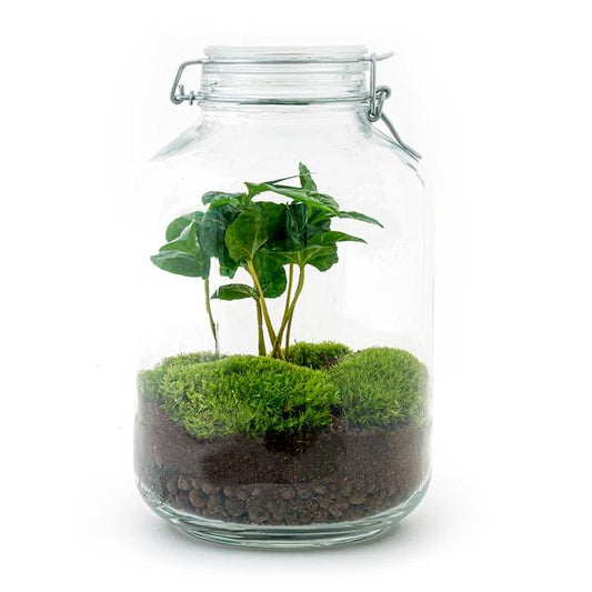 Flaschengarten - Coffea Arabica  - ↕ 28 cm - Normal Jar