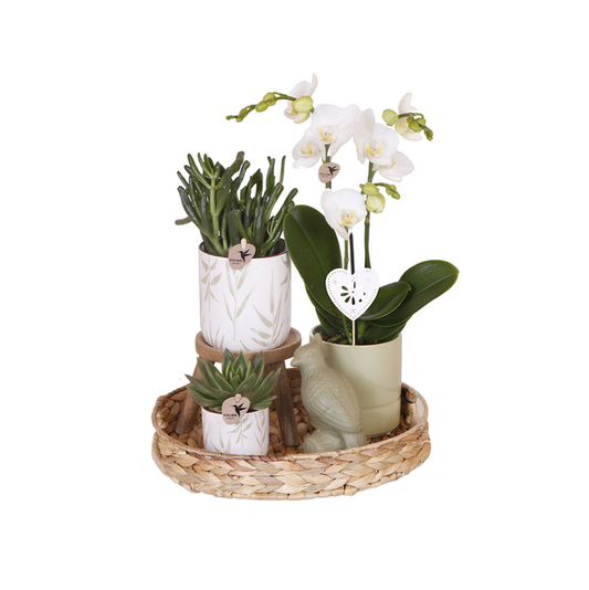 Kolibri Orchids | Geschenk zum Valentinstag  | Komplettes Pflanzenset Vintage weiß | Grünpflanzen mit weißer Phalaenopsis Orchidee im Vintage weißen Ziertopf und Zubehör