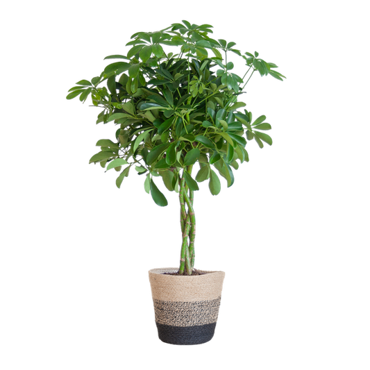 Schefflera Arab Nora mit Korb Lissabon Schwarz - 70cm - Ø21