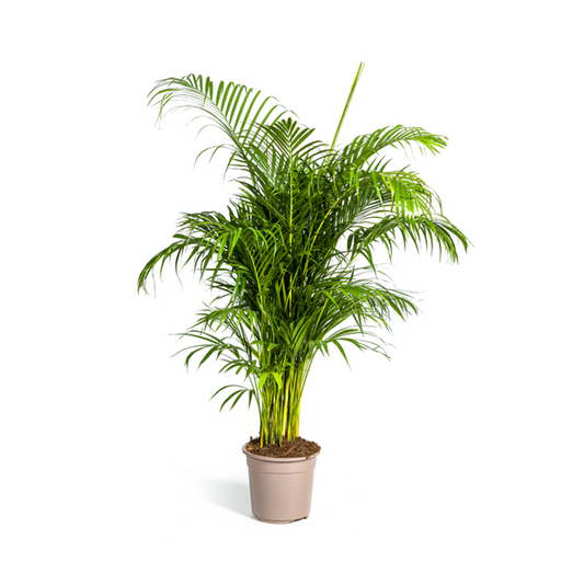 Dypsis Areca lutescens Ø27cm - ↕150 - 170m (Kopie)