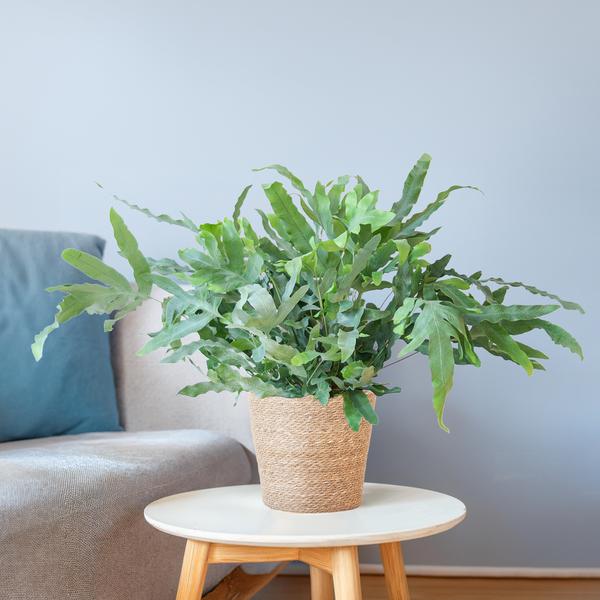 Phlebodium Aureum 'Blue Star' mit Korb Sofia natur - 40cm - Ø17