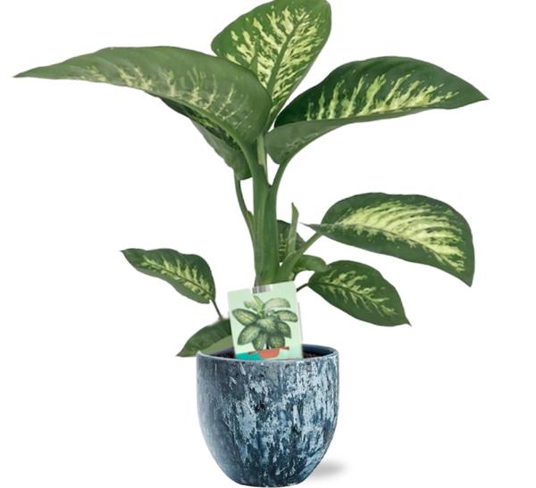 Dieffenbachia Seguine Tropic Snow - Ø19cm - ↕70cm +  Sem Pot D20x18cm - Blau