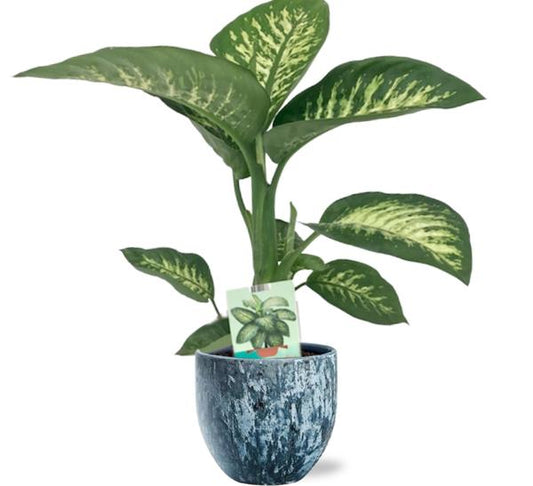 Dieffenbachia Seguine Tropic Snow - Ø19cm - ↕70cm +  Sem Pot D20x18cm - Blau