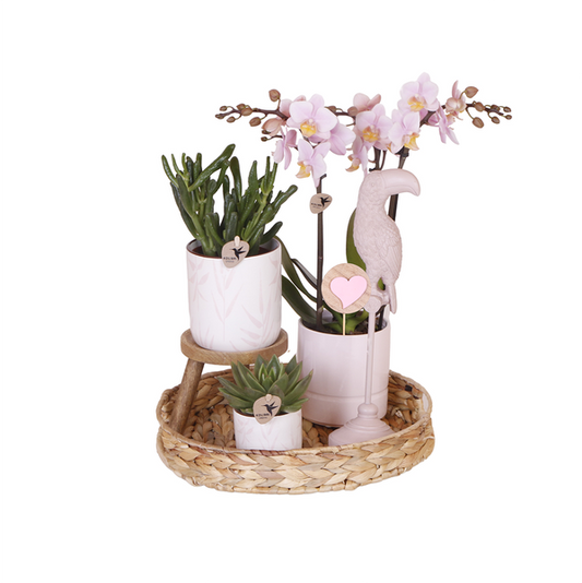 Kolibri Orchids | Komplettes Pflanzenset Vintage pink | Grünpflanzen mit pinker Phalaenopsis Orchidee im Vintage pink Ziertopf und Zubehör