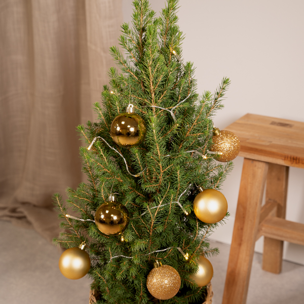 Picea Glauca Conica - Ø21cm - ↕80cm - Gold - Ø21 - ↕80cm