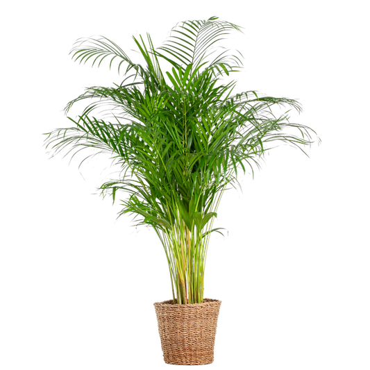 Areca-Palme (Dypsis) XL mit Korb Torun – 120 cm – Ø24