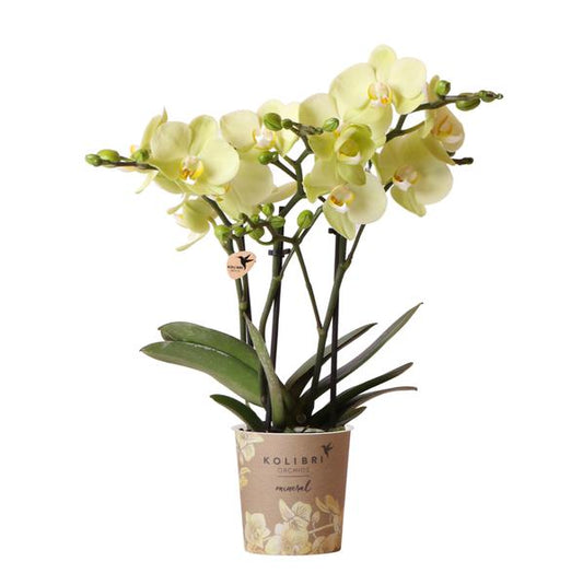 Kolibri Orchids | gelbe Phalaenopsis-Orchidee Topfgröße Ø9cm|blühende Zimmerpflanze - frisch vom Züchter