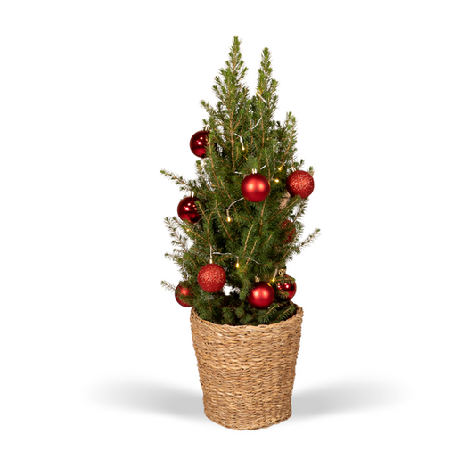 Picea Glauca Conica - Ø21cm - ↕80cm - Red - Ø21 - ↕80cm