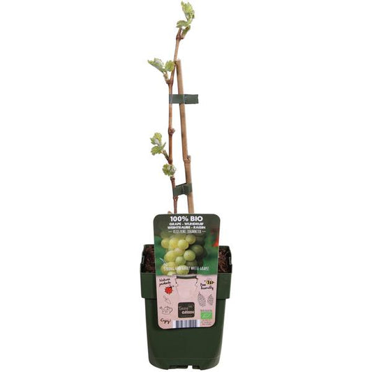 Vitis vinifera 'Johanniter' - Ø13cm - ↕45cm