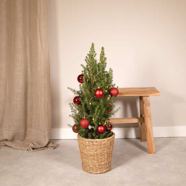 Picea Glauca Conica - Ø21cm - ↕80cm - Red - Ø21 - ↕80cm