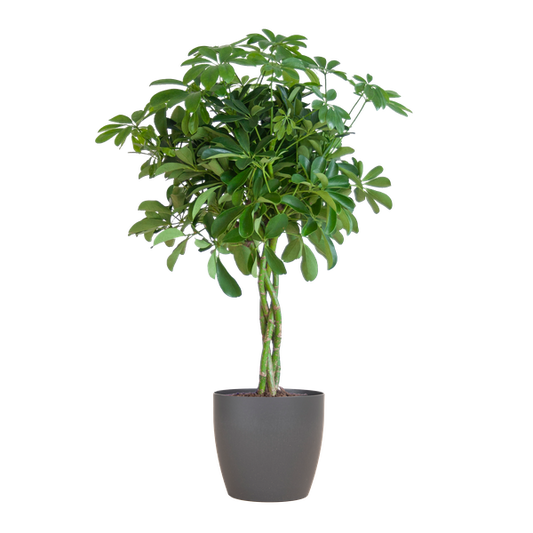 Schefflera Arab Nora mit Viber grau – 70 cm – Ø21