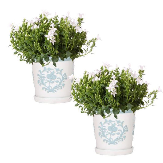 2x Campanula Addenda Ambella White in Malaga-Dekotöpfen – Topfgröße 12 cm – Staude – winterhart