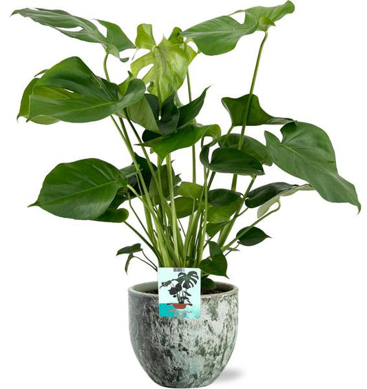 Monstera Deliciosa - Ø19cm - ↕60cm + Sem Pot D20x18cm - Grün