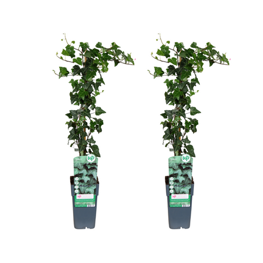 Hedera helix - 2 Stücke - Ø15cm - ↕65cm