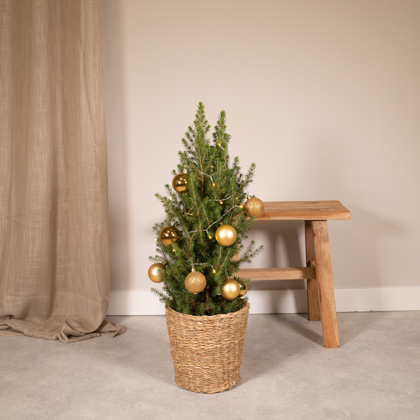 Picea Glauca Conica - Ø21cm - ↕80cm - Gold - Ø21 - ↕80cm
