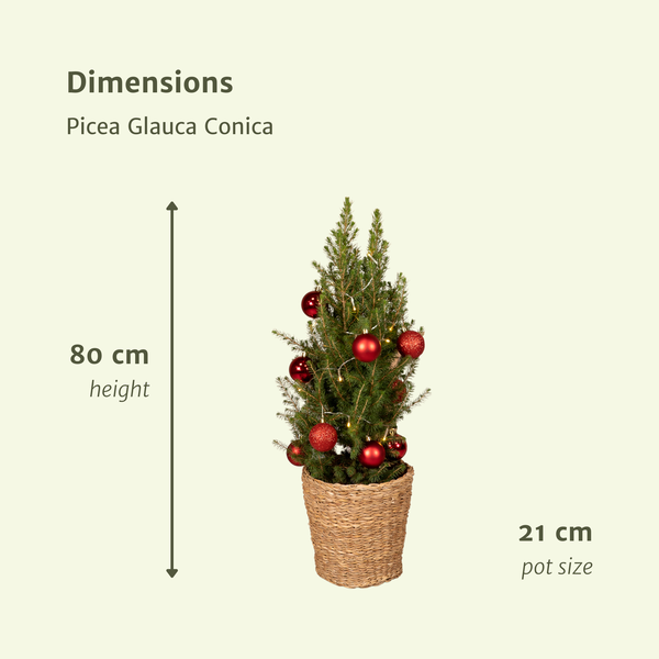 Picea Glauca Conica - Ø21cm - ↕80cm - Red - Ø21 - ↕80cm