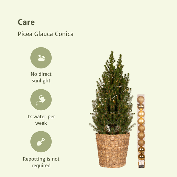 Picea Glauca Conica - Ø21cm - ↕80cm - Gold - Ø21 - ↕80cm