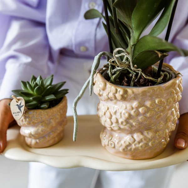 Kolibri Company | Geschenkset Octopus Pink small | Grünpflanze mit altrosa Phalaenopsis Orchidee in Octopus pink Zierpflanzgefäßen auf weißem organischem Tablett