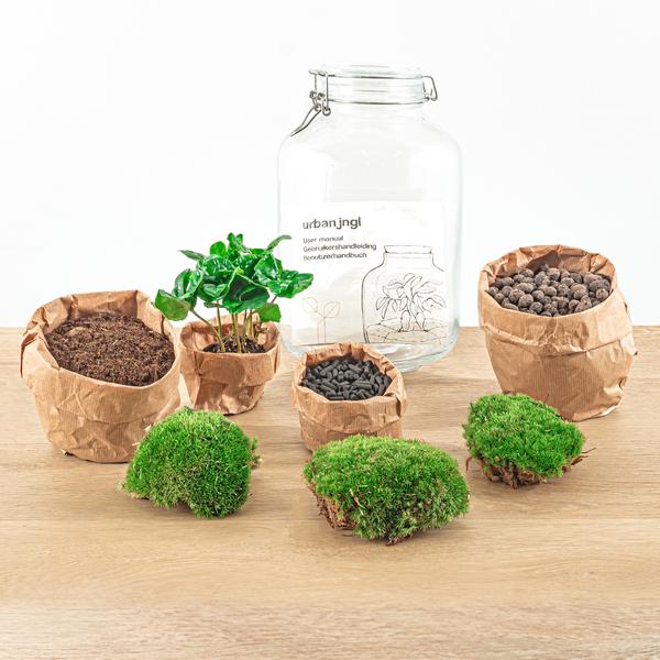 Flaschengarten - Coffea Arabica  - ↕ 28 cm - Normal Jar