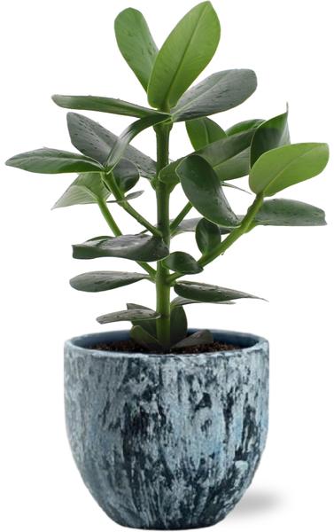 Clusia Rosea Princess - Ø12cm - ↕15cm +  Sem Pot D14x13cm - Blau