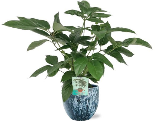 Schefflera Actinophylla Emerald Green - Ø19cm - ↕75cm + Sem Pot D20x18cm - Blau